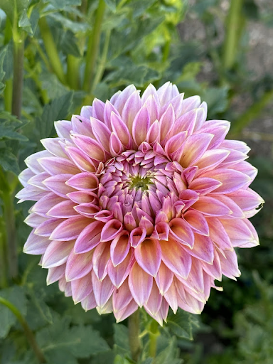 Bloomquist Mojo | Dahlia Tuber