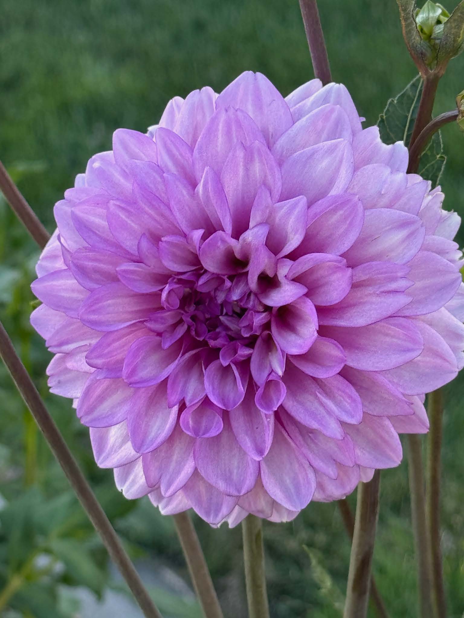 RM Moonlight | Dahlia Tuber – La Finca Flower Farm