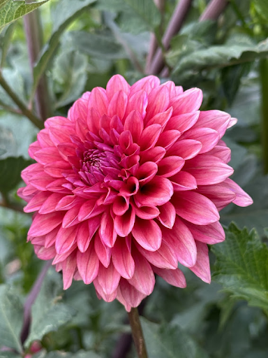 Mystique | Dahlia Tuber