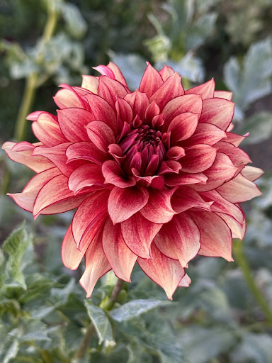 N-Force | Dahlia Tuber