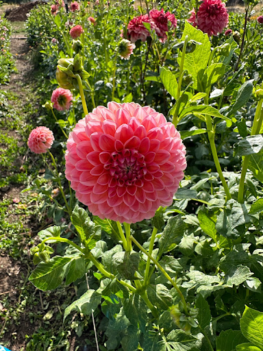 Natalie G | Dahlia Tuber