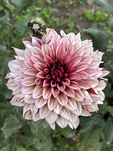 Night Silence | Dahlia Tuber