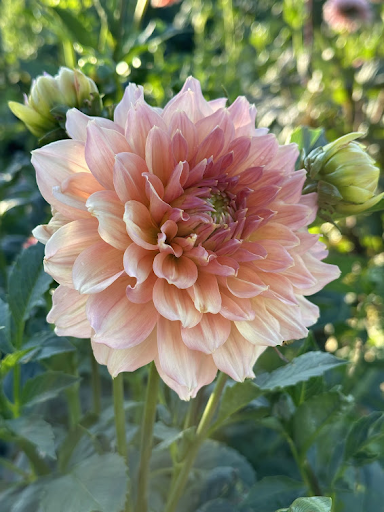 Normandy Bright Day | Dahlia Tuber