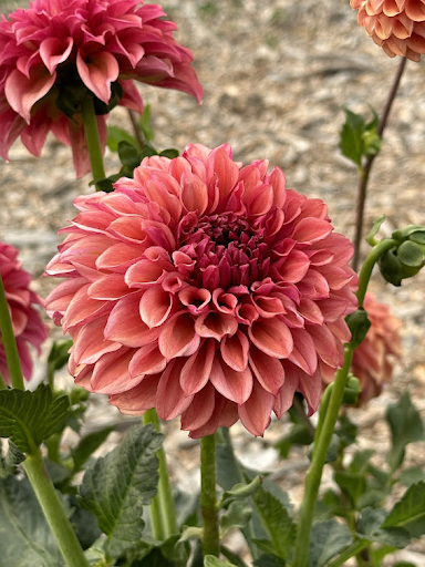 Orange Globe | Dahlia Tuber