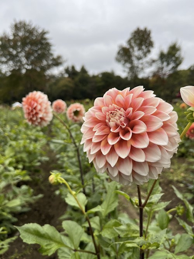 Peach Bi-Color | Dahlia Tuber