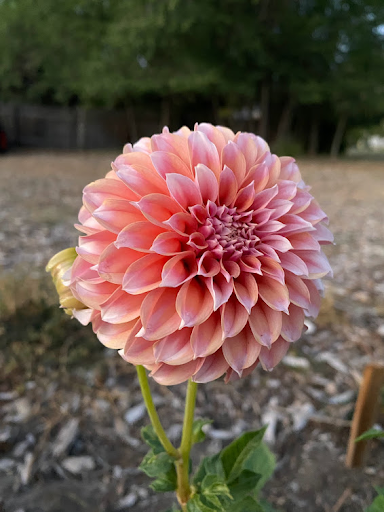 Peaches N Cream | Dahlia Tuber