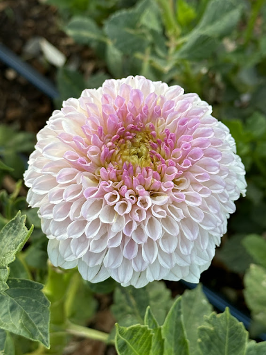 Pink Pearl | Dahlia Tuber