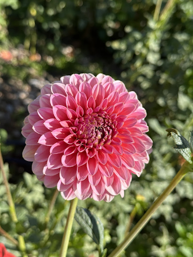 Pink Runner | Dahlia Tuber