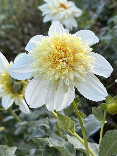 Platinum Blonde | Dahlia Tuber