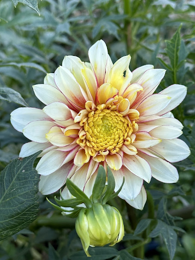 Polka | Dahlia Tuber