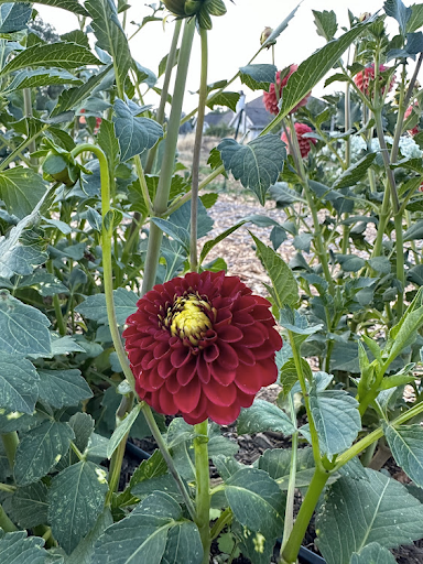 Red Fox | Dahlia Tuber