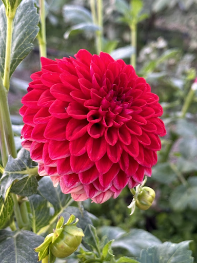Red Runner | Dahlia Tuber