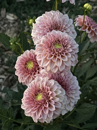 Rock Run Ashley | Dahlia Tuber