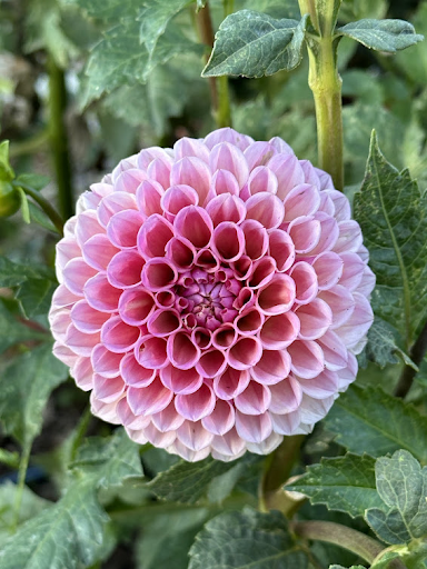 Bracken Rose | Dahlia Tuber