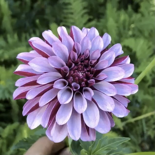 Salish Twilight Girl | Dahlia Tuber