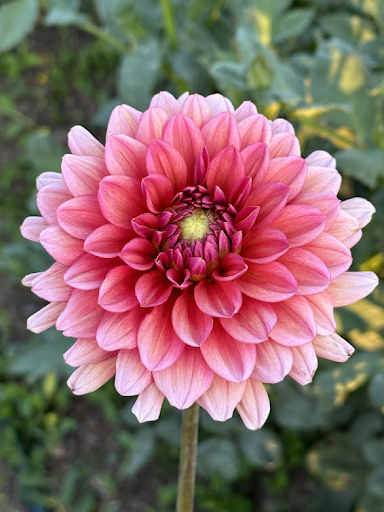 Salmon Runner | Dahlia Tuber