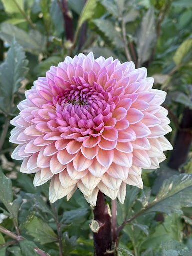 Sweet Sanne | Dahlia Tuber