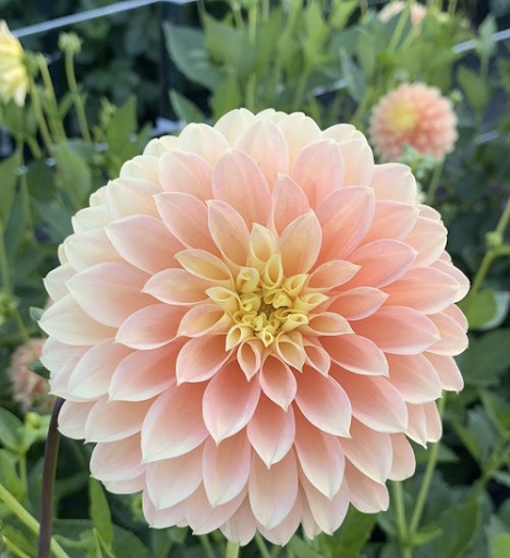 Seabecks Shirley | Dahlia Tuber