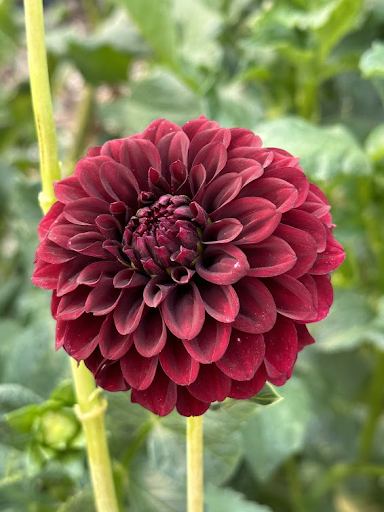 Shadow Cat | Dahlia Tuber