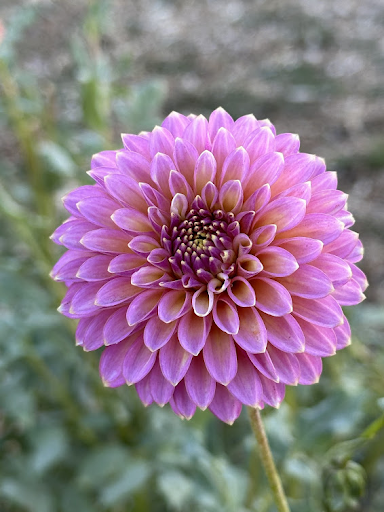 Skipley Spot of Gold | Dahlia Tuber