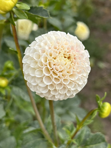 Small World | Dahlia Tuber