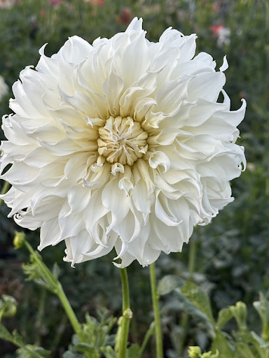 Snowbound | Dahlia Tuber