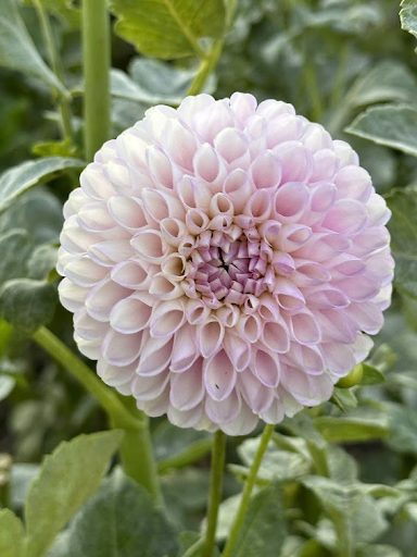 Snoho Sonia | Dahlia Tuber