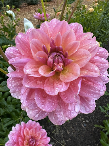 Southern Belle | Dahlia Tuber