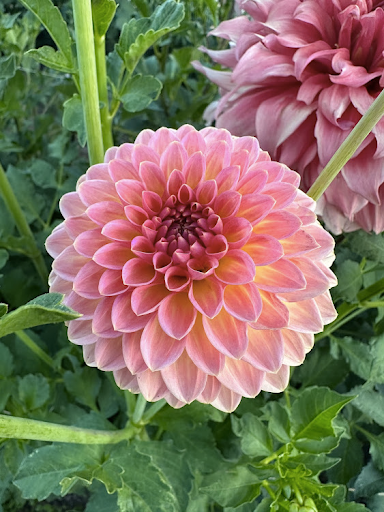 Hillcrest Suffusion | Dahlia Tuber