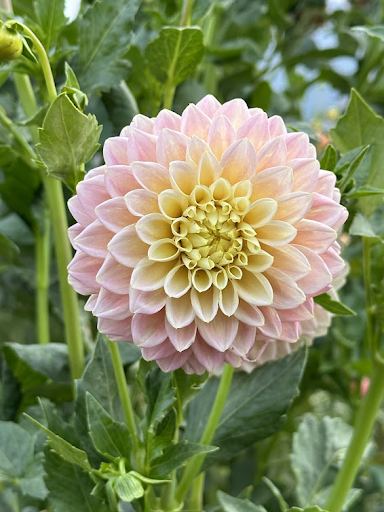 Sugartown Sunrise | Dahlia Tuber