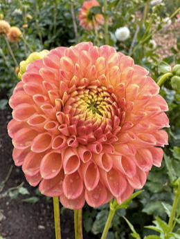 Sun Spot | Dahlia Tuber