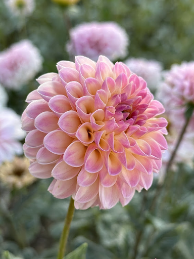 Tahoma Odyssey | Dahlia Tuber