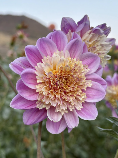 Take Off | Dahlia Tuber