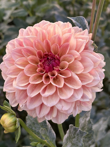 Tuscany | Dahlia Tuber