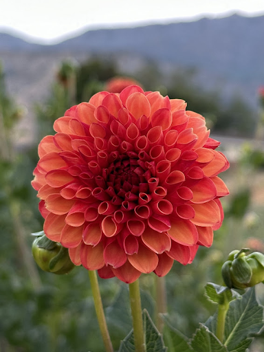 Valley Rust Bucket | Dahlia Tuber