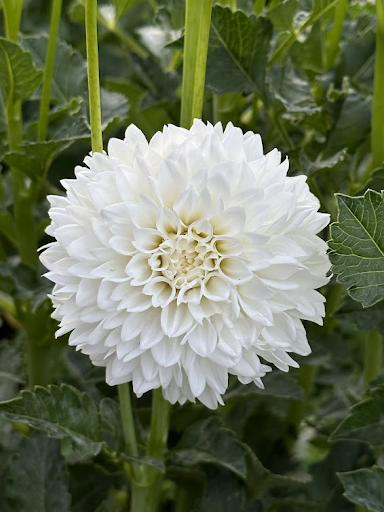 White Fawn | Dahlia Tuber