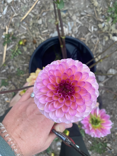 Wine Eyed Jill | Dahlia Tuber