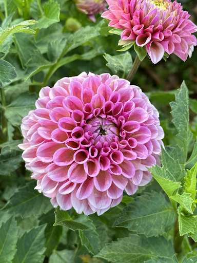 Jowey Winnie | Dahlia Tuber