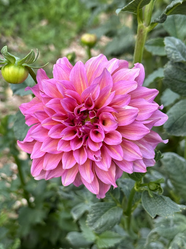 Wyoming Wedding | Dahlia Tuber
