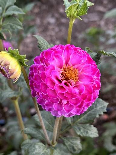 Bloomquist Yea | Dahlia Tuber