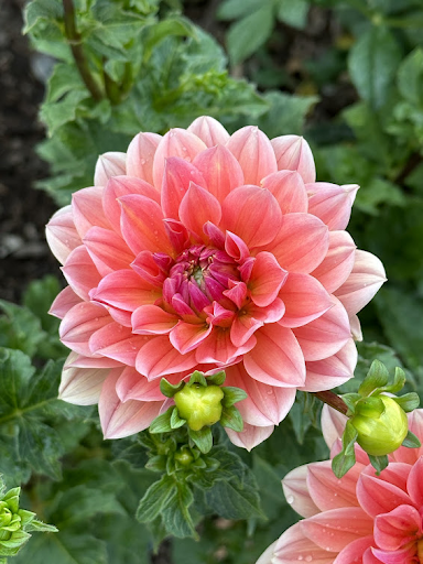 Yvonne | Dahlia Tuber