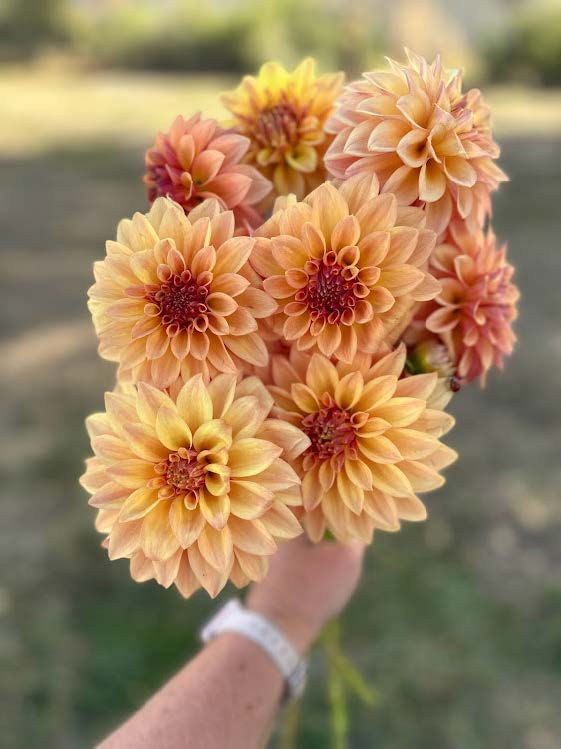 Dahlia Tubers – La Finca Flower Farm