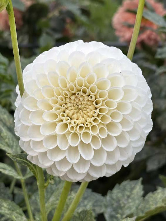 20th Ave Tradition | Dahlia Tuber