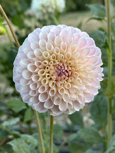 20TH Ave Memory | Dahlia Tuber