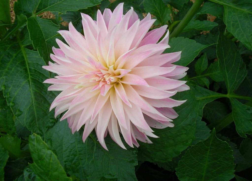 Alloway Candy | Dahlia Tuber