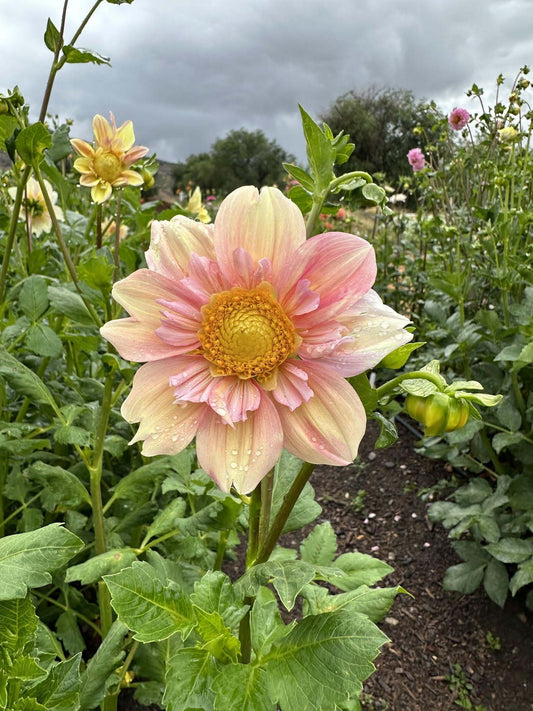 Apple Blossom | Dahlia Tuber