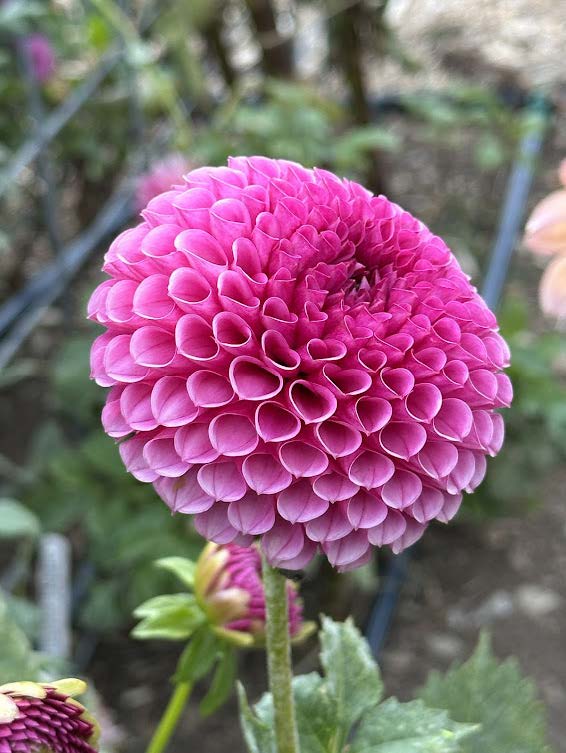 Tahoma April | Dahlia Tuber