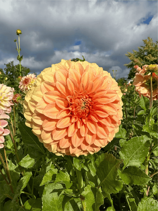 Bracken Palomino | Dahlia Tuber