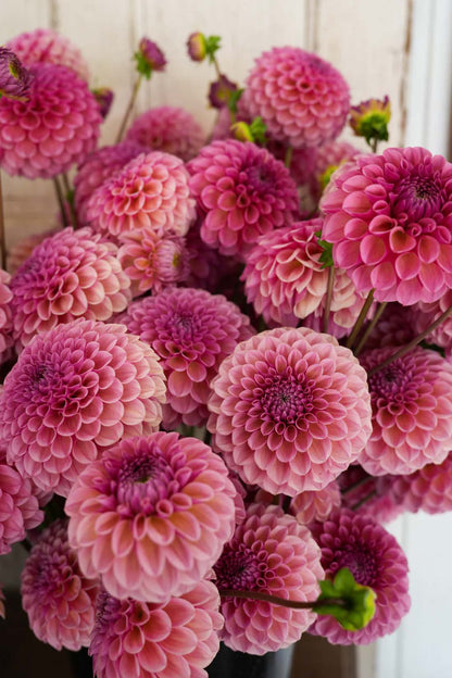 RM Berry Kiss | Dahlia Tuber