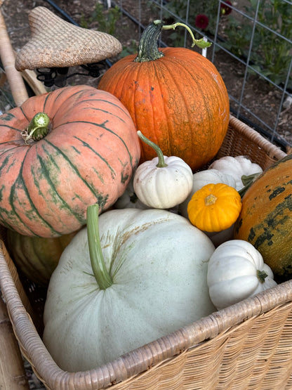 Pumpkin U-Pick | Monday, Oct 6 - 5:30-7:30 PM